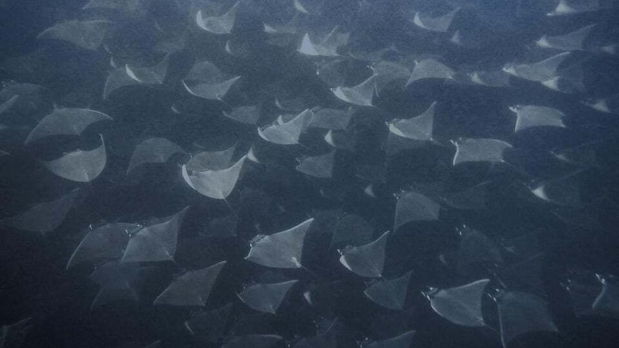 Cabo Pulmo Snorkeling