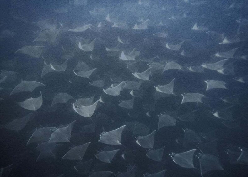 Cabo Pulmo Snorkeling