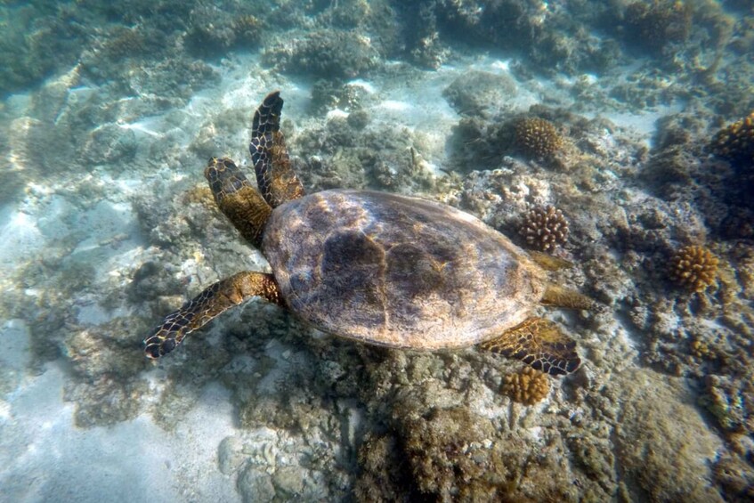 Picture 2 for Activity Cabo Pulmo Snorkeling