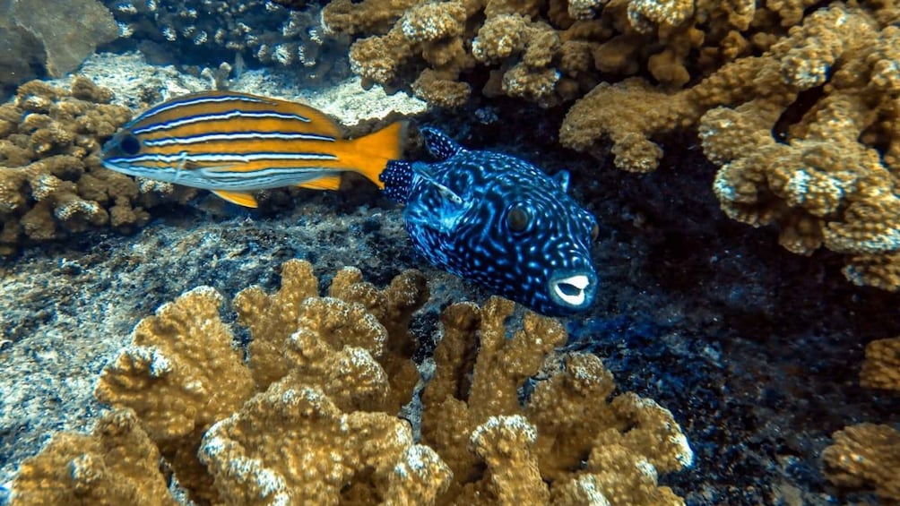 Picture 4 for Activity Cabo Pulmo Snorkeling