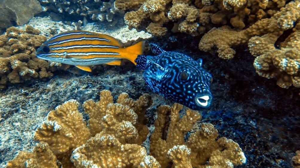 Picture 4 for Activity Cabo Pulmo Snorkeling