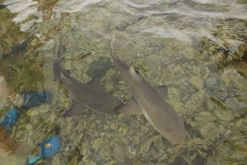 Picture 1 for Activity Sal Island, Salinas, Buracona and Lemon Shark