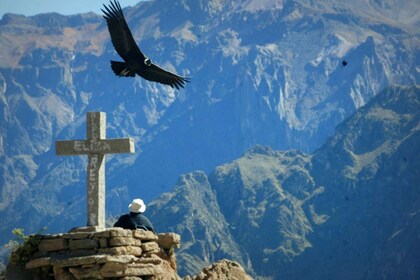 Arequipa: Heldagstur i Colca Canyon med transfer til Puno