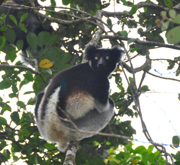 Picture 5 for Activity 3 days -Wildlife and Lemur discovery Tour to Andasibe