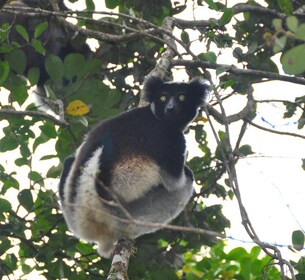 3 days -Wildlife and Lemur discovery Tour to Andasibe