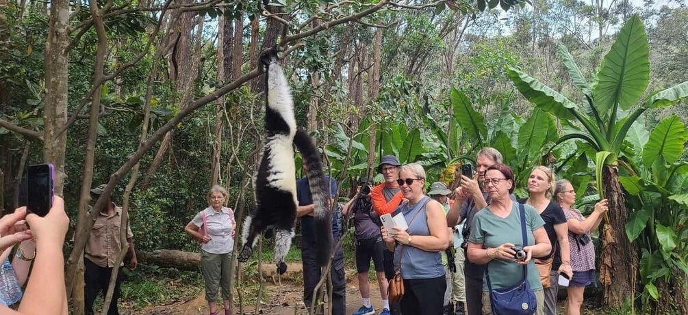 3 days -Wildlife and Lemur discovery Tour to Andasibe