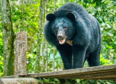 Un recorrido ético de 10 días por Camboya con animales