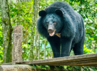 Une visite éthique des animaux de 10 jours au Cambodge