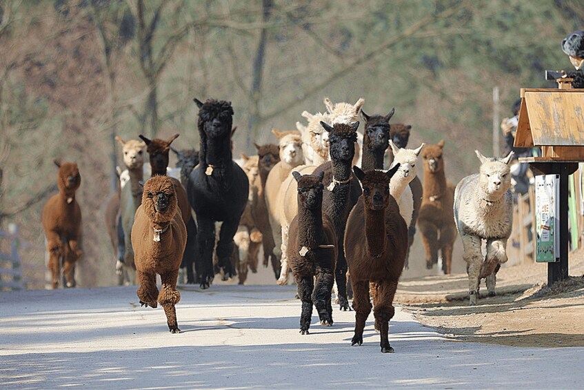 Picture 18 for Activity Seoul: Samaksan Cable Car & Nami with Alpaca World/Railbike