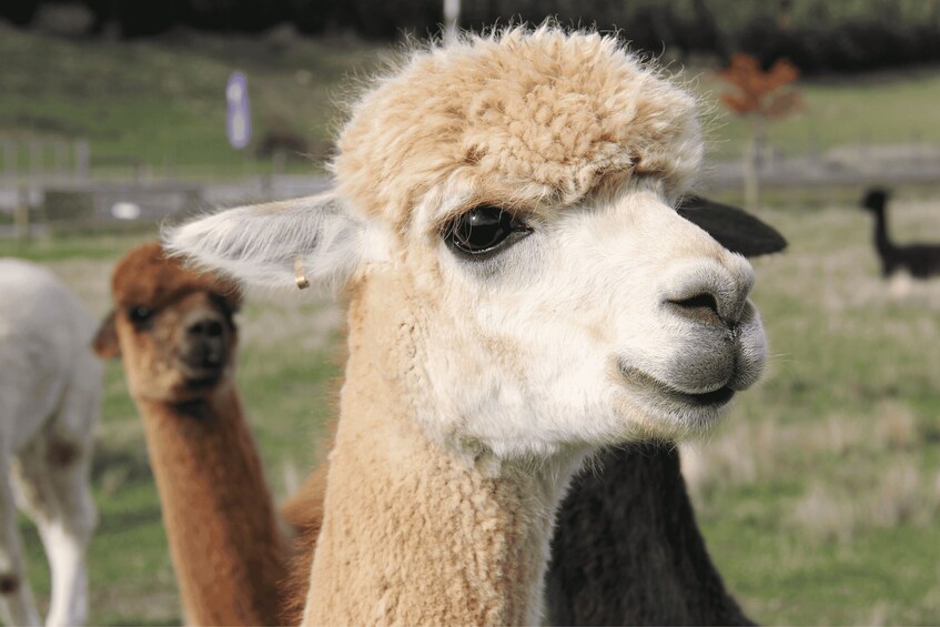 Picture 3 for Activity Seoul: Samaksan Cable Car & Nami with Alpaca World/Railbike