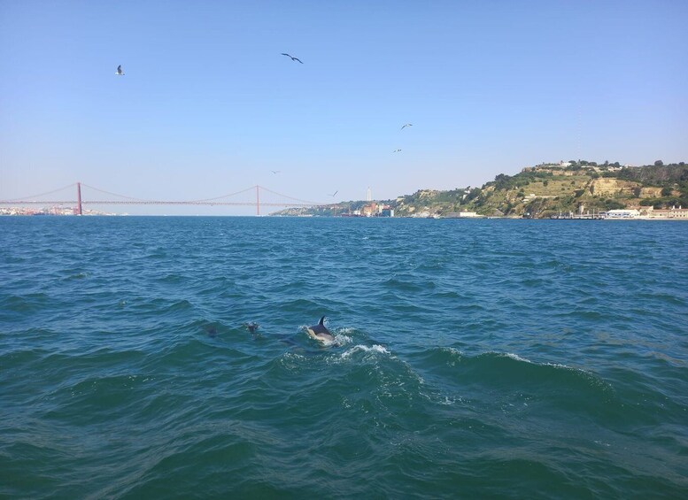 Picture 9 for Activity Lisbon: Tagus River Cruise to the Ocean & Dolphin Watching