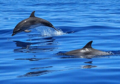 Lisbon: Tagus River Cruise to the Ocean & Dolphin Watching