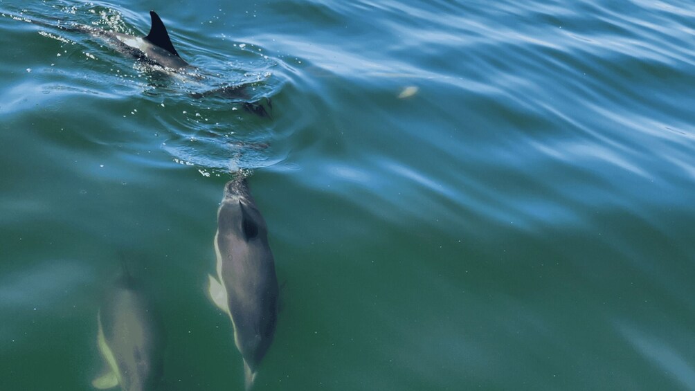 Picture 7 for Activity Lisbon: Tagus River Cruise to the Ocean & Dolphin Watching