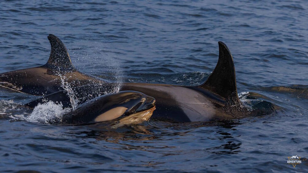 Picture 4 for Activity From Skjervøy: Whale Watching in a Heated Cabin Cruiser