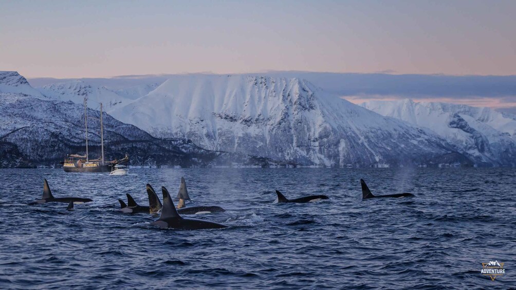 Picture 3 for Activity From Skjervøy: Whale Watching in a Heated Cabin Cruiser