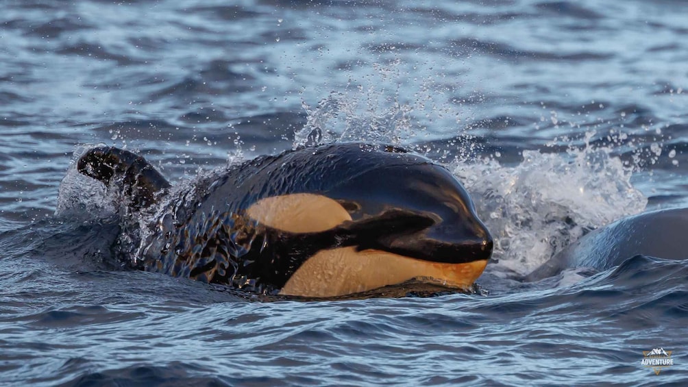 From Skjervøy: Whale Watching in a Heated Cabin Cruiser