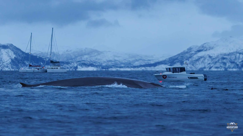 Picture 16 for Activity From Skjervøy: Whale Watching in a Heated Cabin Cruiser