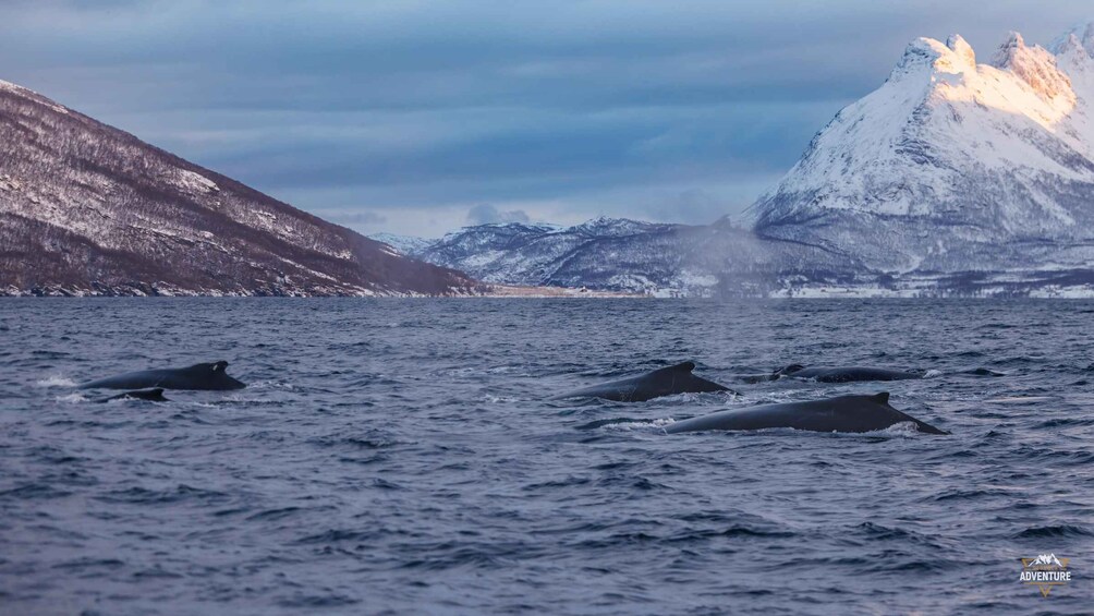 Picture 13 for Activity From Skjervøy: Whale Watching in a Heated Cabin Cruiser