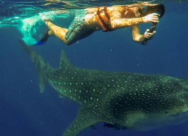 Isla Mujeres: Whale Shark Tour