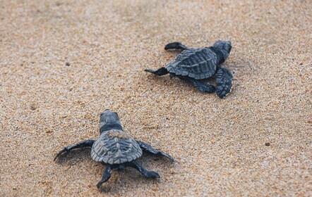 Desde Huatulco: tour de liberación de tortugas y bioluminiscencia