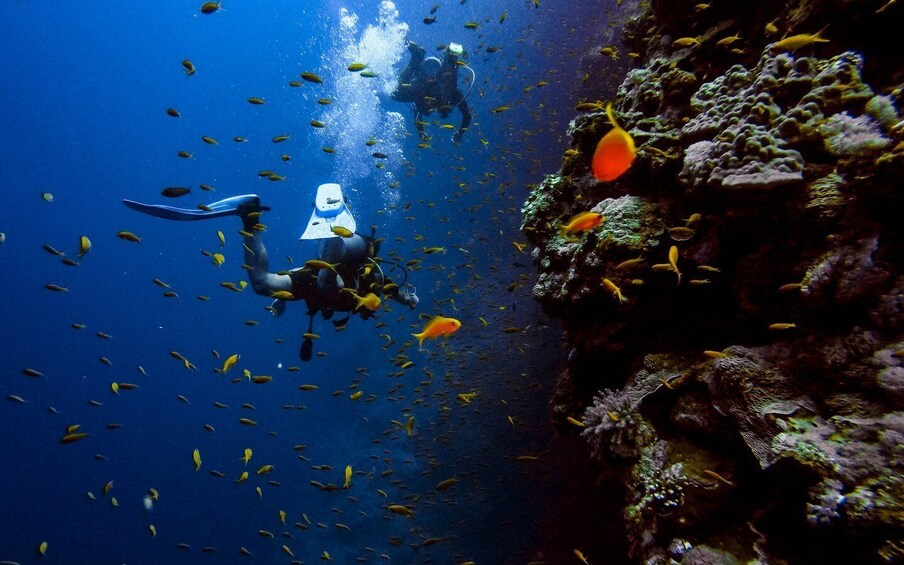 Picture 4 for Activity Night Diving in Negombo