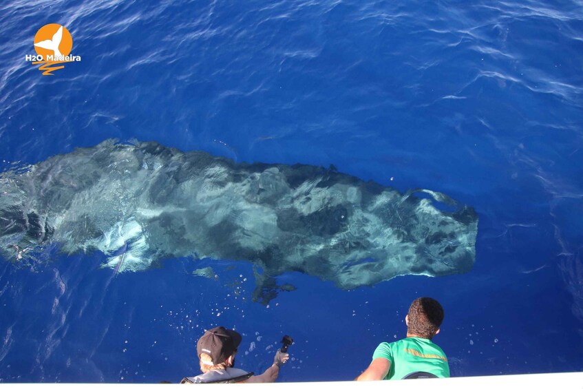 Picture 7 for Activity From Calheta: Whale and Dolphin Watching RIB Boat Tour