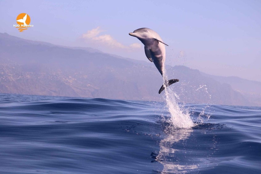 Picture 5 for Activity Madeira Island: Whale and Dolphin Watching