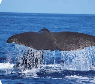 Depuis Calheta : Observation des baleines et des dauphins en bateau pneumat...