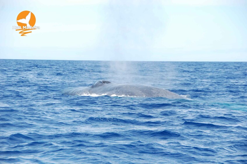 Picture 8 for Activity From Calheta: Whale and Dolphin Watching RIB Boat Tour