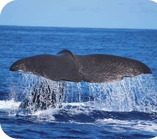 Depuis Calheta : Observation des baleines et des dauphins en bateau pneumat...