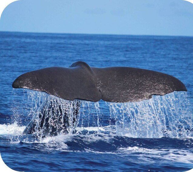 From Calheta: Whale and Dolphin Watching RIB Boat Tour