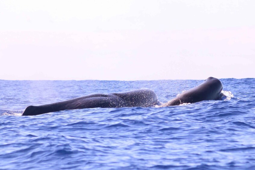 Picture 9 for Activity From Calheta: Whale and Dolphin Watching RIB Boat Tour