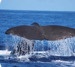 Desde Calheta: Excursión en barco semirrígido para avistar ballenas y delfi...