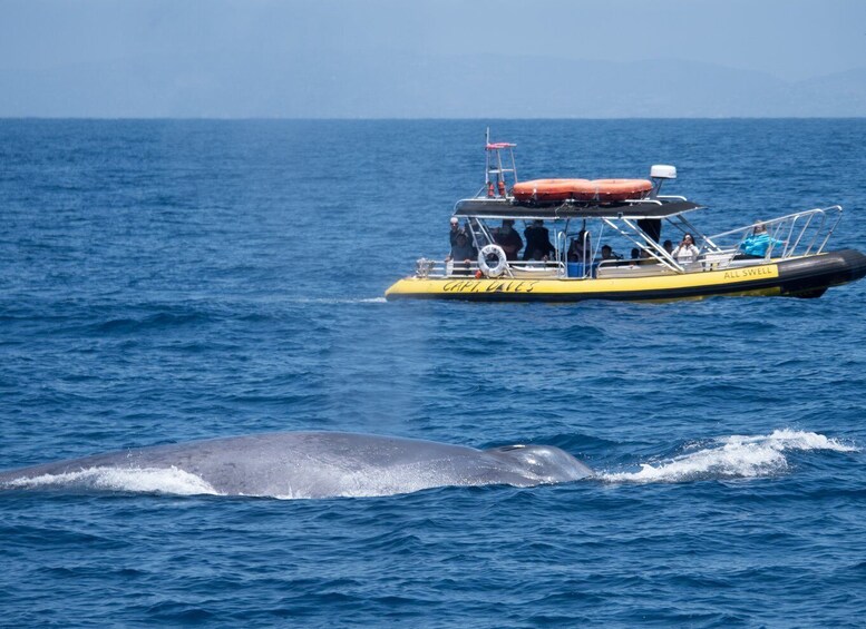 Picture 5 for Activity Dana Point Fast & Fun Zodiac-Style Dolphin & Whale Watching