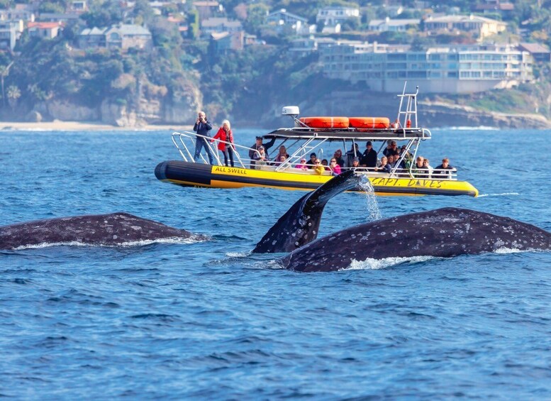 Dana Point Fast & Fun Zodiac-Style Dolphin & Whale Watching