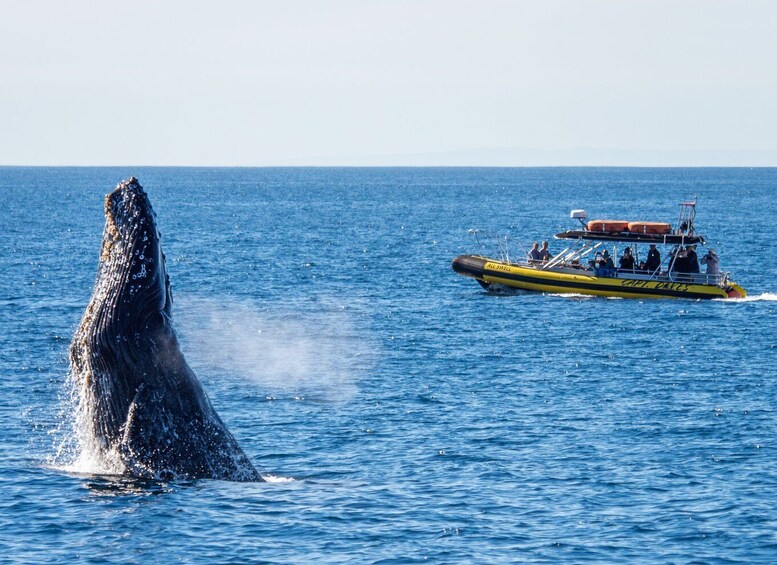 Picture 4 for Activity Dana Point Fast & Fun Zodiac-Style Dolphin & Whale Watching