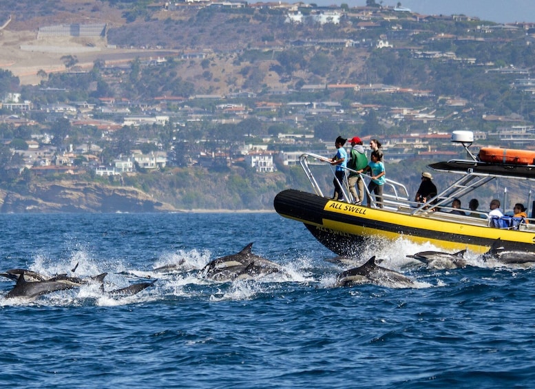 Picture 1 for Activity Dana Point Fast & Fun Zodiac-Style Dolphin & Whale Watching