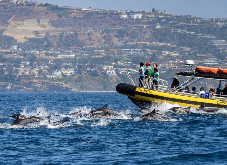 Picture 1 for Activity Dana Point Fast & Fun Zodiac-Style Dolphin & Whale Watching