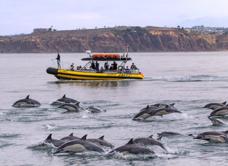 Picture 6 for Activity Dana Point Fast & Fun Zodiac-Style Dolphin & Whale Watching