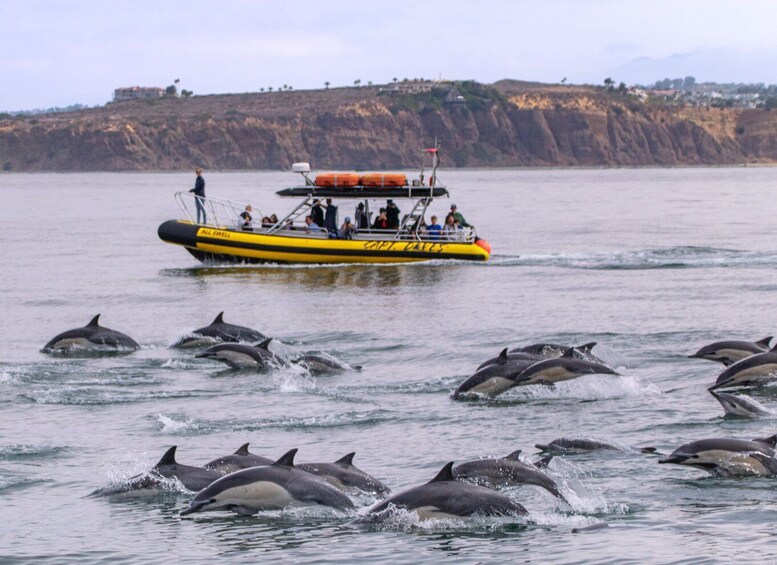 Picture 6 for Activity Dana Point Fast & Fun Zodiac-Style Dolphin & Whale Watching