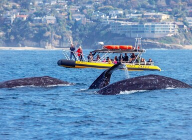 Dana Point Fast & Fun Zodiac-Style Dolphin & Whale Watching