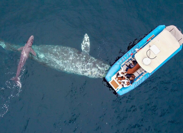 Picture 7 for Activity Dana Point Fast & Fun Zodiac-Style Dolphin & Whale Watching