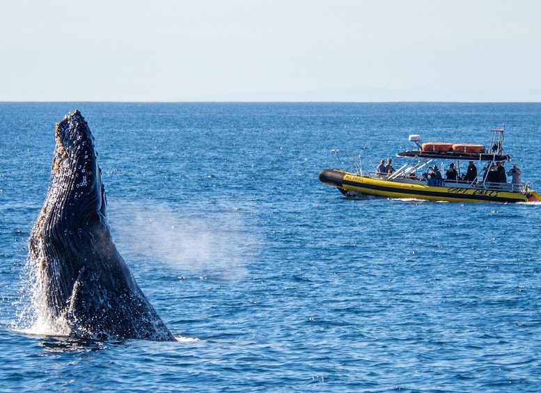 Picture 4 for Activity Dana Point Fast & Fun Zodiac-Style Dolphin & Whale Watching