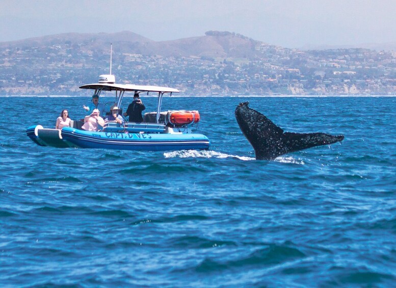 Picture 2 for Activity Dana Point Fast & Fun Zodiac-Style Dolphin & Whale Watching