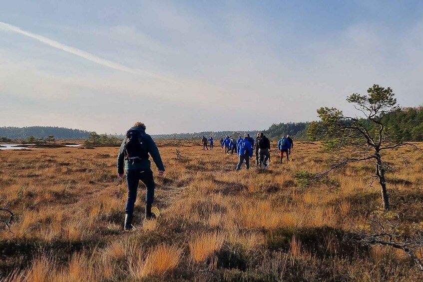 Picture 6 for Activity From Tallinn: Guided Bog-Shoe Hiking Tour