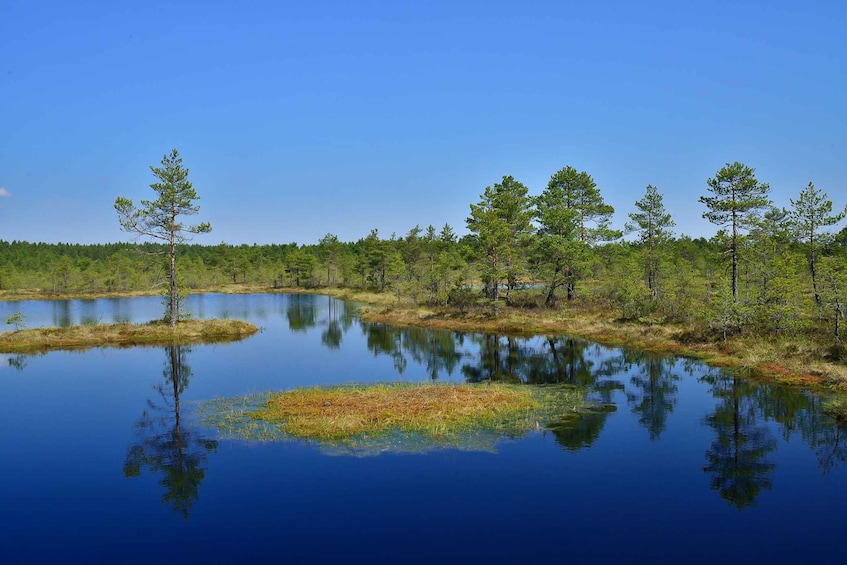 Picture 9 for Activity From Tallinn: Guided Bog-Shoe Hiking Tour