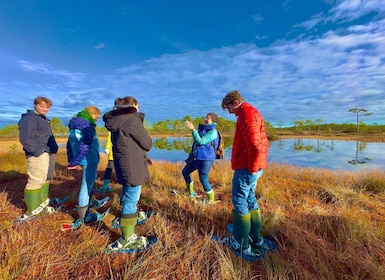 Desde Tallin: recorrido guiado de senderismo con zapatas pantanosas