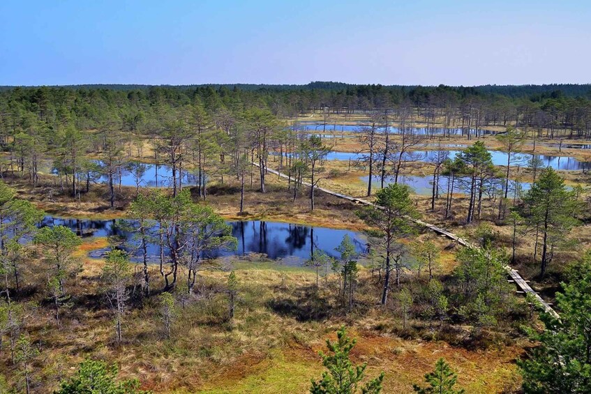 Picture 1 for Activity From Tallinn: Guided Bog-Shoe Hiking Tour