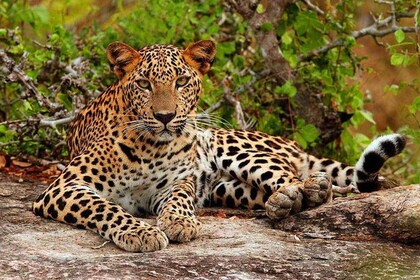 De Ella :- Yala National Park Thrilling Half-Day Safari