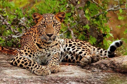 Au départ d'Ella :- Safari d'une demi-journée dans le parc national de Yala